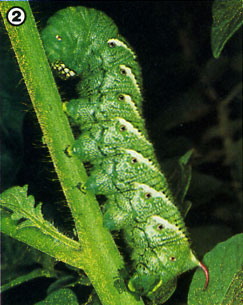 From a healthy egg, a hornworm develops into a large caterpillar, and it's during this stage that the varmints do the most damage to tomato bushes and other solanaceous plants!